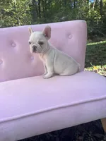 Chase , a male French Bulldog for sale in Lenoir, NC – 10 of 10