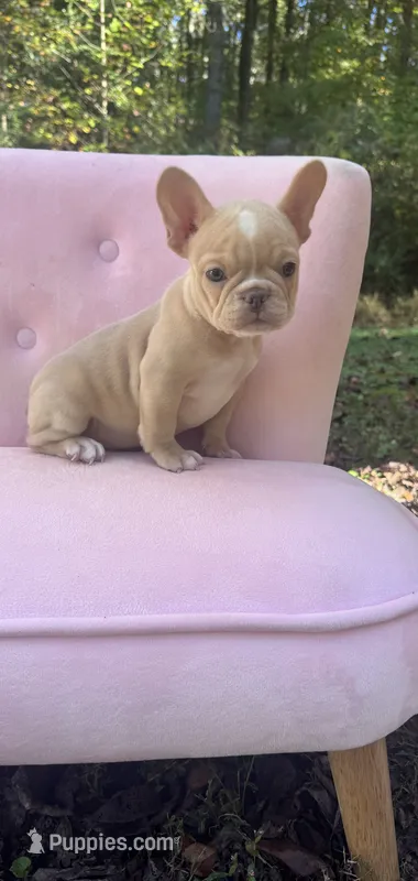 Sadie  – French Bulldog puppy for sale in Lenoir, NC