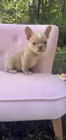 Sadie , a female French Bulldog for sale in Lenoir, NC – 1 of 10