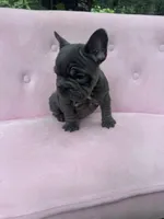 Aurora, a female French Bulldog for sale in Lenoir, NC – 7 of 10