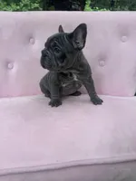Aurora, a female French Bulldog for sale in Lenoir, NC – 3 of 10