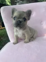 Pricilla , a female French Bulldog for sale in Lenoir, NC – 7 of 10
