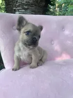 Pricilla , a female French Bulldog for sale in Lenoir, NC – 3 of 10