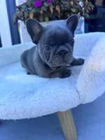 Max, a male French Bulldog for sale in Lenoir, NC – 3 of 10
