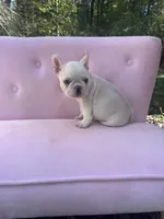 Chase , a male French Bulldog for sale in Lenoir, NC – 2 of 10