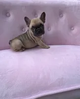 Ember , a female French Bulldog for sale in Lenoir, NC – 2 of 8
