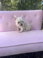Chase , a male French Bulldog for sale in Lenoir, NC – 7 of 10