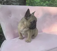 Ember , a female French Bulldog for sale in Lenoir, NC – 6 of 8