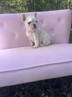 Chase , a male French Bulldog for sale in Lenoir, NC – 6 of 10