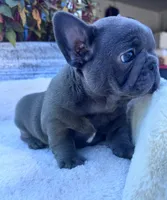 Max, a male French Bulldog for sale in Lenoir, NC – 8 of 10