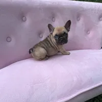 Ember , a female French Bulldog for sale in Lenoir, NC – 3 of 8