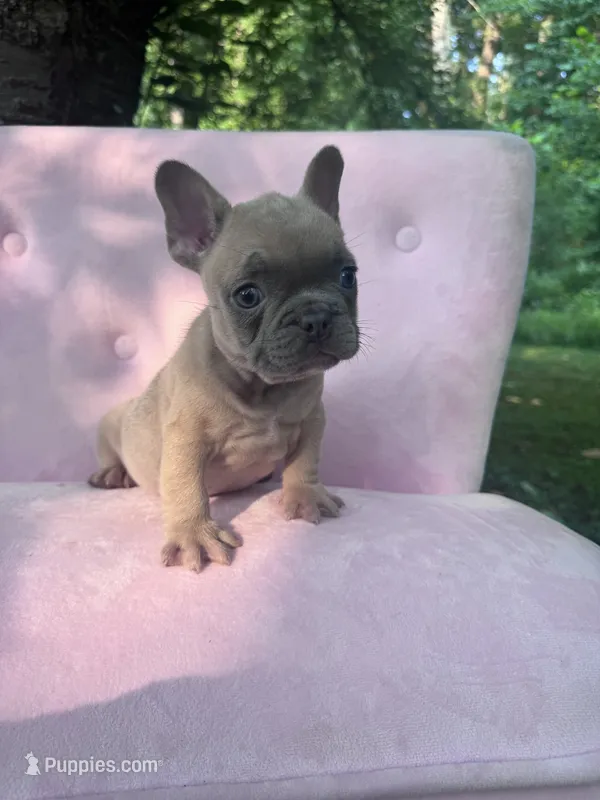 Burberry  – French Bulldog puppy for sale in Lenoir, NC