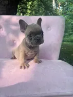 Burberry , a male French Bulldog for sale in Lenoir, NC – 1 of 10
