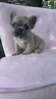 Pricilla , a female French Bulldog for sale in Lenoir, NC – 9 of 10