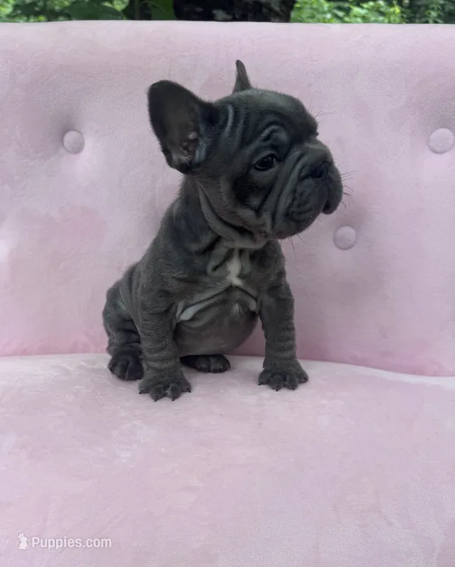 Aurora – French Bulldog puppy for sale in Lenoir, NC