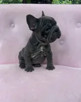 Aurora, a female French Bulldog for sale in Lenoir, NC – 10 of 10