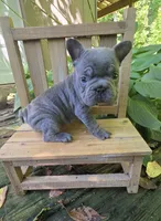 Aurora, a female French Bulldog for sale in Lenoir, NC – 5 of 10