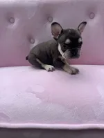Reed , a male French Bulldog for sale in Lenoir, NC – 10 of 10