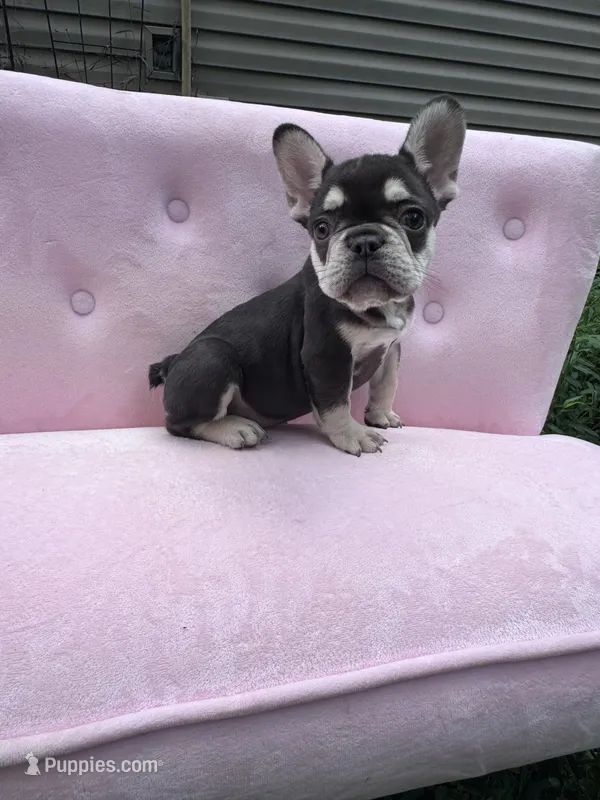 Reed  – French Bulldog puppy for sale in Lenoir, NC