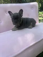 Molly , a female French Bulldog for sale in Lenoir, NC – 2 of 9