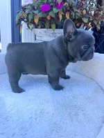 Max, a male French Bulldog for sale in Lenoir, NC – 7 of 10