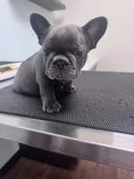 Max, a male French Bulldog for sale in Lenoir, NC – 9 of 10