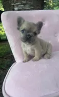 Pricilla , a female French Bulldog for sale in Lenoir, NC – 8 of 10