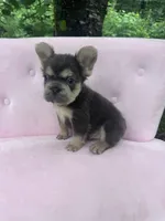 Stone , a male French Bulldog for sale in Lenoir, NC – 2 of 10