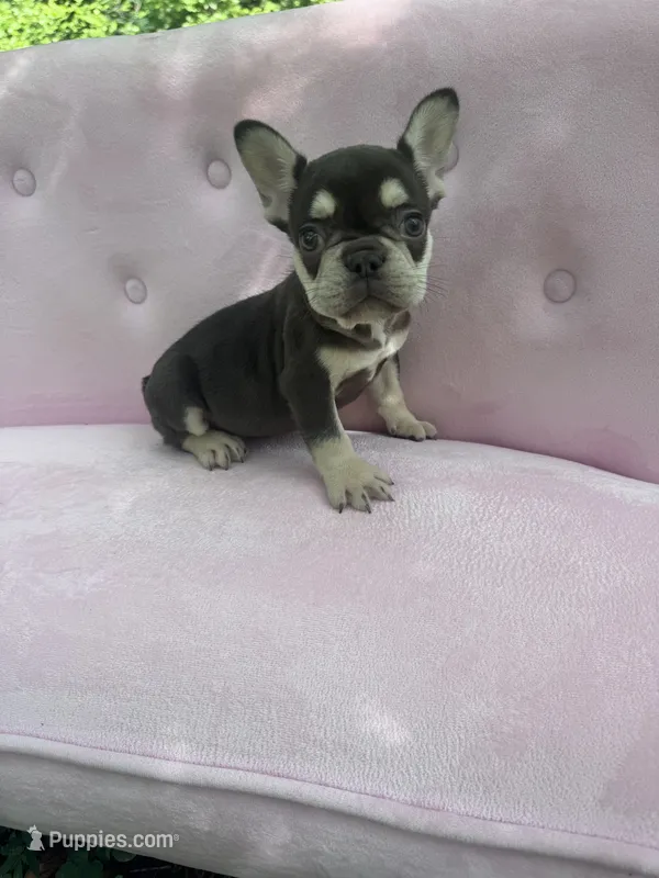Reed  – French Bulldog puppy for sale in Lenoir, NC
