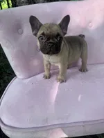 Ember , a female French Bulldog for sale in Lenoir, NC – 4 of 8