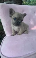 Pricilla , a female French Bulldog for sale in Lenoir, NC – 2 of 10