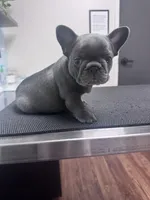 Max, a male French Bulldog for sale in Lenoir, NC – 2 of 10