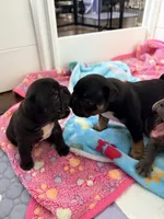 Baby Razz, a male French Bulldog for sale in Wesley Chapel, FL – 7 of 9