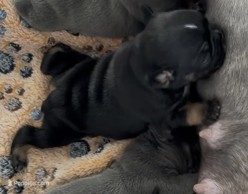 Baby Razz – French Bulldog puppy for sale in Wesley Chapel, FL