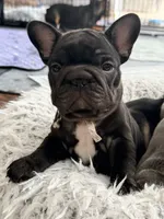 Aurora, a female French Bulldog for sale in Wesley Chapel, FL – 2 of 10