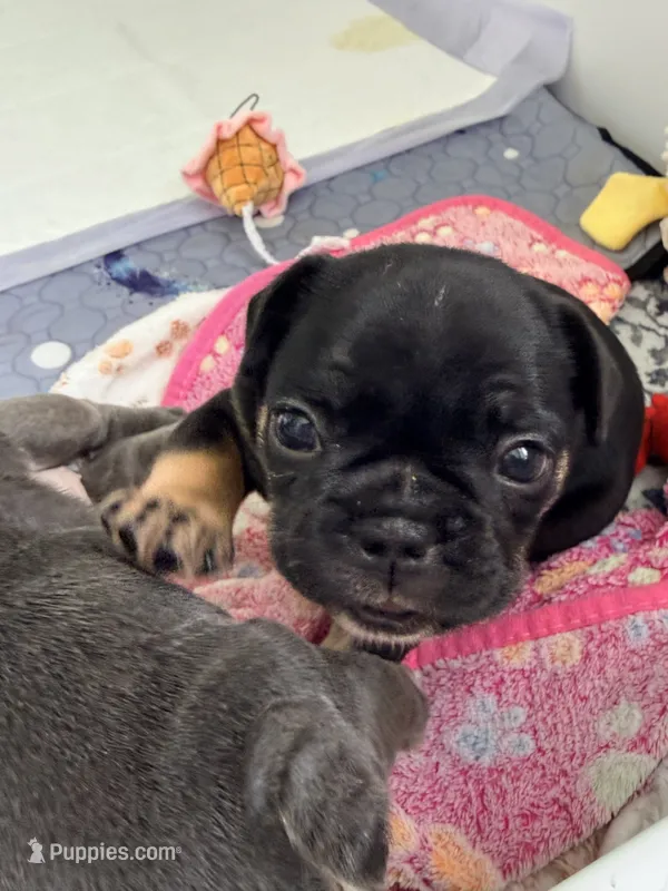 Baby Razz – French Bulldog puppy for sale in Wesley Chapel, FL