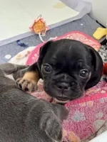 Baby Razz, a male French Bulldog for sale in Wesley Chapel, FL – 1 of 9