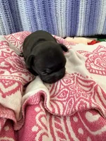 Aurora, a female French Bulldog for sale in Wesley Chapel, FL – 8 of 10
