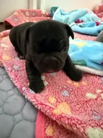 Aurora, a female French Bulldog for sale in Wesley Chapel, FL – 6 of 10