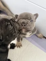 Benetton, a male French Bulldog for sale in Wesley Chapel, FL – 6 of 10