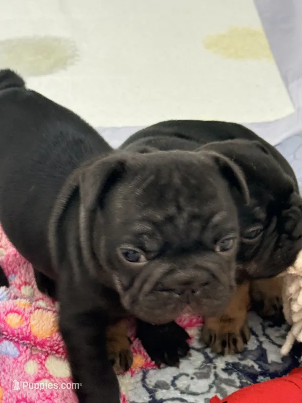 Aurora – French Bulldog puppy for sale in Wesley Chapel, FL