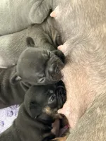 Baby Razz, a male French Bulldog for sale in Wesley Chapel, FL – 3 of 9