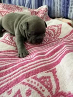 Mali, a female French Bulldog for sale in Wesley Chapel, FL – 3 of 7