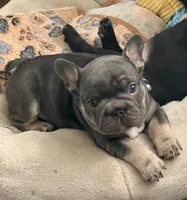 Benetton, a male French Bulldog for sale in Wesley Chapel, FL – 1 of 10