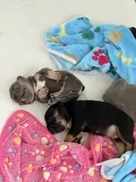 Baby Razz, a male French Bulldog for sale in Wesley Chapel, FL – 6 of 9