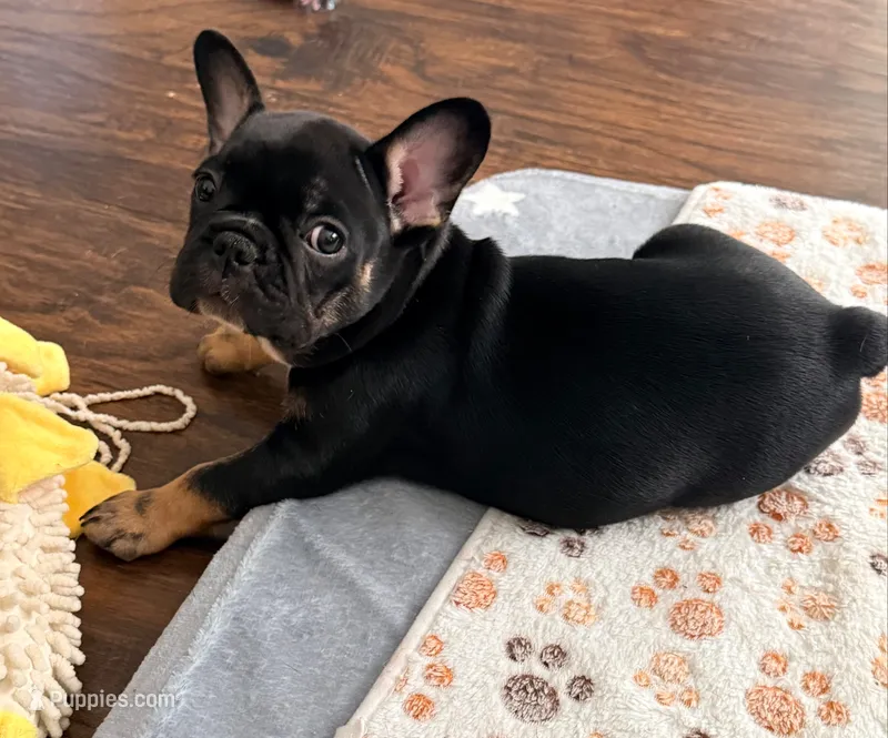 Baby Razz – French Bulldog puppy for sale in Wesley Chapel, FL