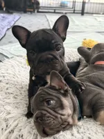 Aurora, a female French Bulldog for sale in Wesley Chapel, FL – 3 of 10