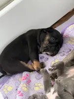 Baby Razz, a male French Bulldog for sale in Wesley Chapel, FL – 9 of 9
