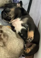 Baby Razz, a male French Bulldog for sale in Wesley Chapel, FL – 2 of 9