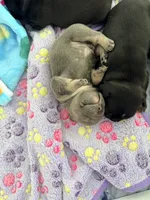 Benetton, a male French Bulldog for sale in Wesley Chapel, FL – 7 of 10